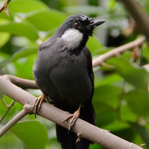 Black bird - Magali Carbone photo