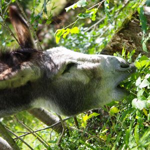 Donkey mercantour - Magali Carbone photo