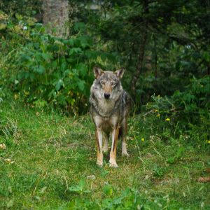 wolf mercantour - Magali Carbone photo