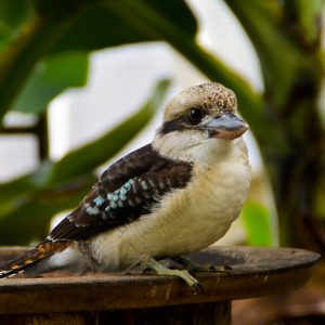 Laughing bird parc phœnix - MagCarbone photo