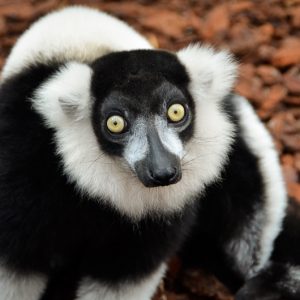 Lemurien parc phœnix - Magali Carbone photo