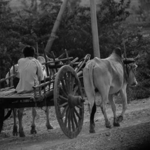 cart with bull myanmar - Magali Carbone photo