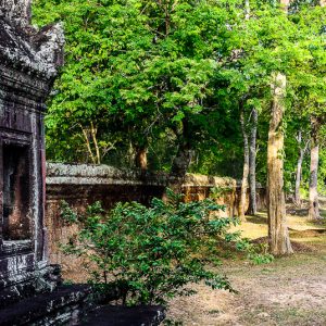 Angkor wat forest cambodia - MagCarbone photo