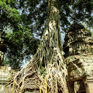 Tetrameles nudiflora cambodia temple - MagCarbone photo
