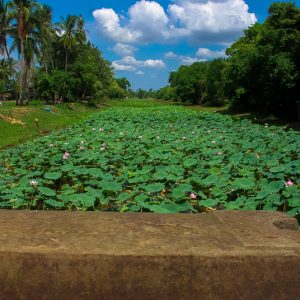 lotus cambodia - Magali Carbone photo
