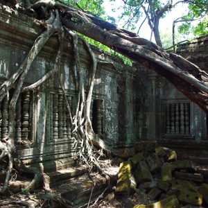 Tree root cambodia - Magali Carbone photo
