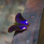 blue butterfly malaysia - Magali Carbone photo