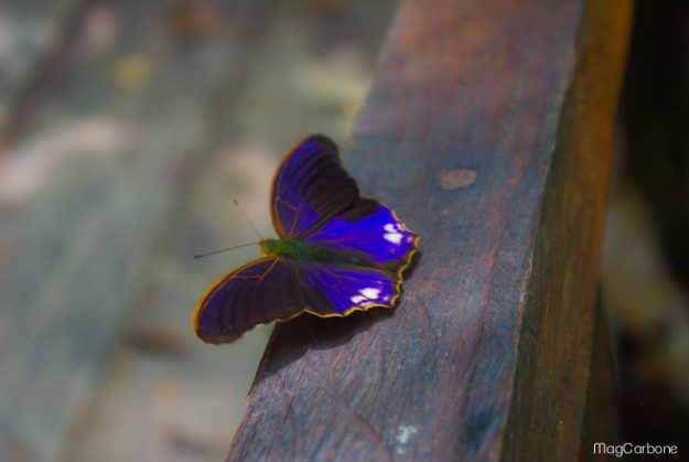 blue butterfly malaysia - Magali Carbone photo