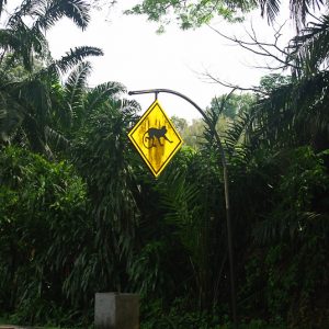 Road sign monkey malaysia - MagCarbone photo