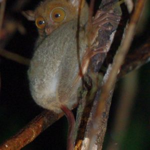 Tarsius pumilus malaysia - Magali Carbone photo