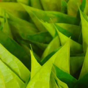 green leaves malaysia - Magali Carbone photo