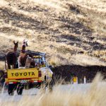 Alpaca on a truk - Magali Carbone photo