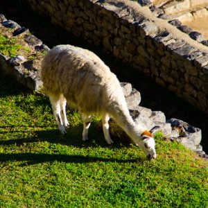 Alpaca on Machu Picchu - MagCarbone photo