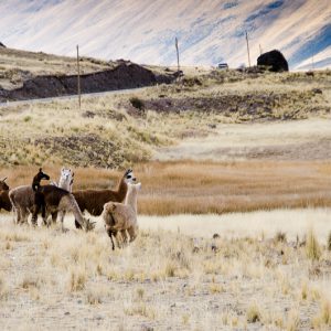 Troupeau de Lama - Magali Carbone photo