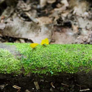 Ants transporting leaves - MagCarbone photography