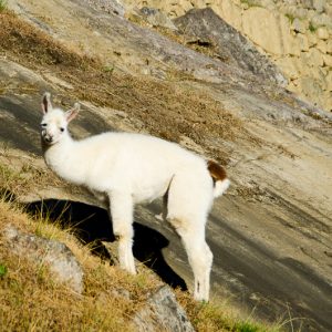 Baby alpaca Machu Picchu - MagCarbone photo