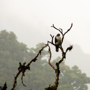 Bird under the rain - MagCarbone photo