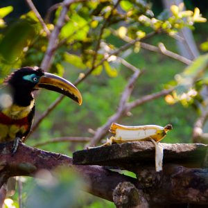 Blue toucan eating a banana - MagCarbone photo