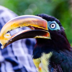 Blue Toucan - Magali Carbone photo