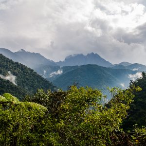 Cloud forest Manu - MagCarbone photo