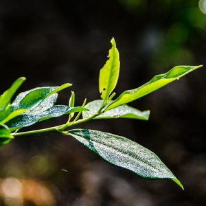 coca leave - Magali Carbone photography