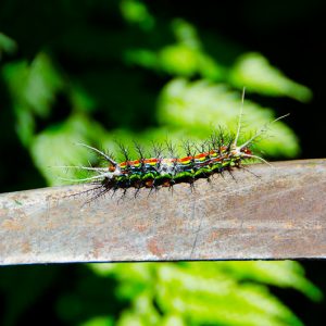 Colorful Caterpillar - Magali Carbone photography