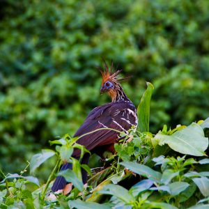 Hoazin bird - Magali Carbone photo