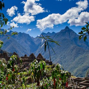 Machu Picchu behind flower - MagCarbone photo