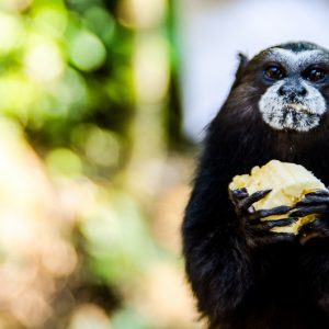 Marmoset monkey Manu jungle - MagCarbone photography