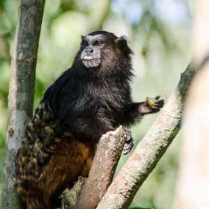 Marmoset monkey - Magali Carbone photo