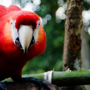 Parrot Manu National Park - Magali Carbone photo