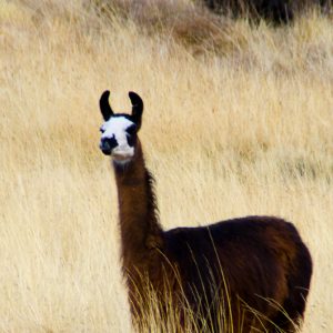 Lama Peru - Magali Carbone photo