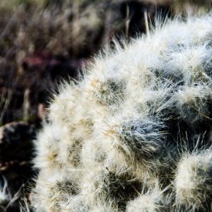 Cactus - Magali Carbone photo