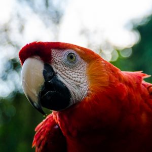 Scarlet Macaw - Magali Carbone photo