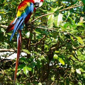 Scarlet Macaw Manu jungle - Magali Carbone photo