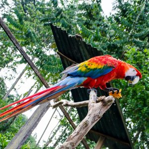Scarlet Macaw - Magali Carbone photo