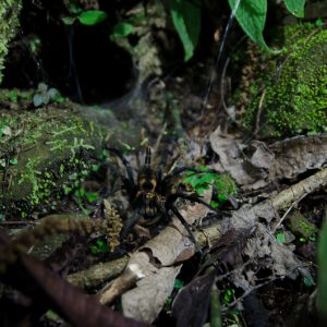 Spider in Manu jungle - Magali Carbone photo