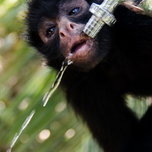 Spider Monkey drinking - Magali Carbone photo