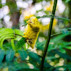 Yellow Caterpillar Manu jungle Peru - Magali Carbone photo