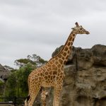 Giraffe sydney zoo australia - Magali Carbone photo