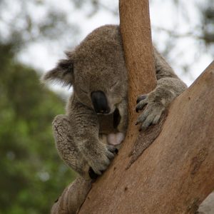 Sleeping koala australia - Magali Carbone photo