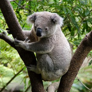 Koala sydney zoo australia - Magali Carbone photo