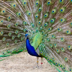 Peacock sydney zoo australia - MagCarbone photo