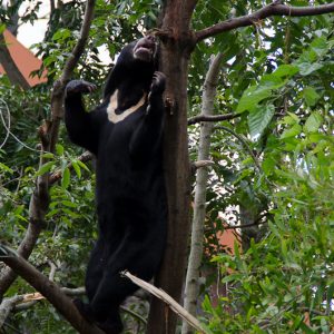 sun bear sydney zoo - Magali Carbone photo