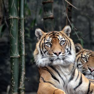 Tiger sydney zoo - Magali Carbone photo