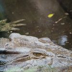 alligator australia - Magali Carbone photo