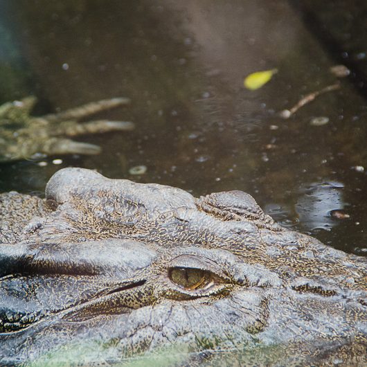 alligator australia - Magali Carbone photo
