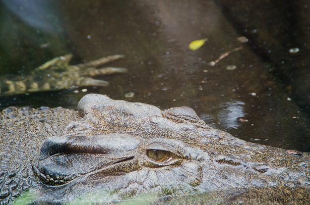 alligator australia - Magali Carbone photo