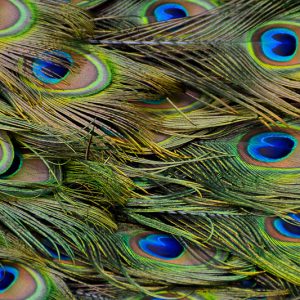 peacock feather australia - Magali Carbone photo