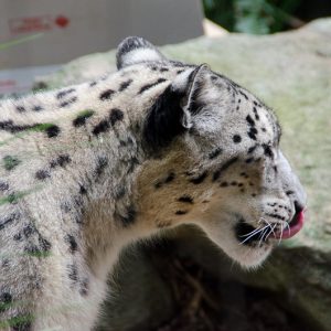 Snow Leopard sydney zoo - Magali Carbone photo